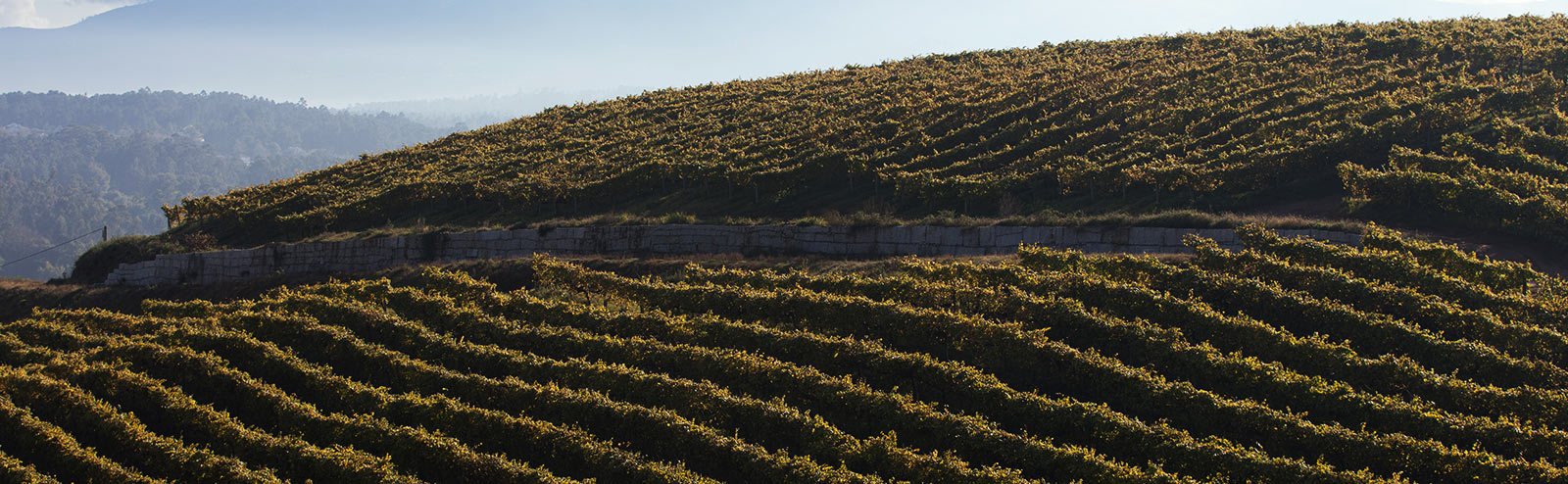 Panorámica de los viñedos de Fillaboa